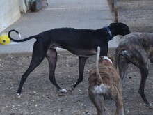 FARO2, Hund, Galgo Español in Spanien - Bild 13