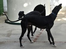 FARO2, Hund, Galgo Español in Spanien - Bild 14