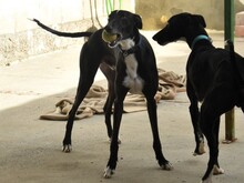 FARO2, Hund, Galgo Español in Spanien - Bild 15