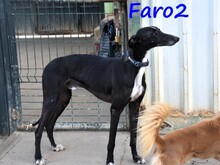 FARO2, Hund, Galgo Español in Spanien - Bild 16