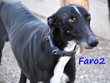 FARO2, Hund, Galgo Español in Spanien - Bild 17