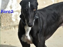 FARO2, Hund, Galgo Español in Spanien - Bild 18