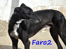 FARO2, Hund, Galgo Español in Spanien - Bild 19