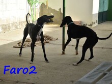 FARO2, Hund, Galgo Español in Spanien - Bild 21