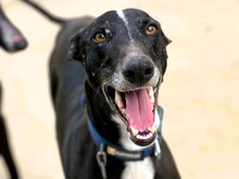 FARO2, Hund, Galgo Español in Spanien - Bild 3