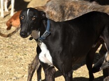 FARO2, Hund, Galgo Español in Spanien - Bild 4