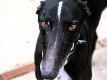 FARO2, Hund, Galgo Español in Spanien - Bild 5