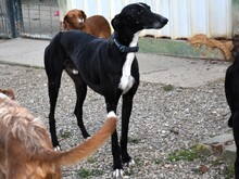 FARO2, Hund, Galgo Español in Spanien - Bild 6