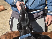 FARO2, Hund, Galgo Español in Spanien - Bild 7