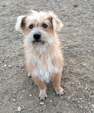 RENATE, Hund, Mischlingshund in Lampertheim