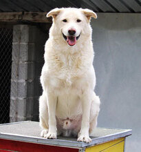 LARS, Hund, Mischlingshund in Belgien - Bild 1