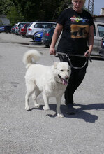 LARS, Hund, Mischlingshund in Belgien - Bild 10