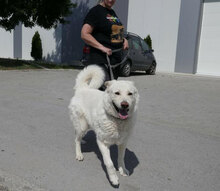 LARS, Hund, Mischlingshund in Belgien - Bild 11