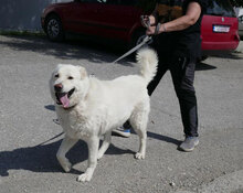 LARS, Hund, Mischlingshund in Belgien - Bild 12