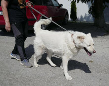 LARS, Hund, Mischlingshund in Belgien - Bild 13