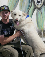 LARS, Hund, Mischlingshund in Belgien - Bild 14