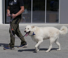 LARS, Hund, Mischlingshund in Belgien - Bild 15