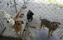 LARS, Hund, Mischlingshund in Belgien - Bild 16