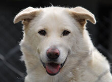 LARS, Hund, Mischlingshund in Belgien - Bild 2