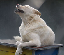 LARS, Hund, Mischlingshund in Belgien - Bild 3