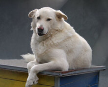 LARS, Hund, Mischlingshund in Belgien - Bild 4