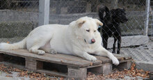 LARS, Hund, Mischlingshund in Belgien - Bild 5