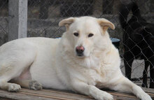 LARS, Hund, Mischlingshund in Belgien - Bild 6