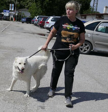 LARS, Hund, Mischlingshund in Belgien - Bild 8