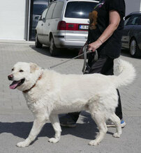 LARS, Hund, Mischlingshund in Belgien - Bild 9