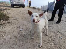 COKE, Hund, Mischlingshund in Spanien - Bild 2