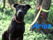 ARION, Hund, Podenco-Mix in Spanien - Bild 10