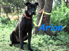 ARION, Hund, Podenco-Mix in Spanien - Bild 11