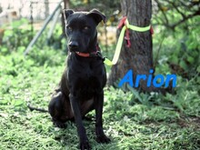 ARION, Hund, Podenco-Mix in Spanien - Bild 12