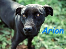 ARION, Hund, Podenco-Mix in Spanien - Bild 2