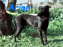 ARION, Hund, Podenco-Mix in Spanien - Bild 4