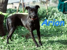 ARION, Hund, Podenco-Mix in Spanien - Bild 5