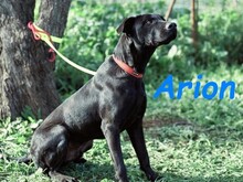 ARION, Hund, Podenco-Mix in Spanien - Bild 6