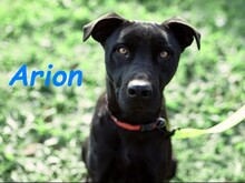 ARION, Hund, Podenco-Mix in Spanien - Bild 7