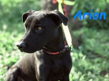 ARION, Hund, Podenco-Mix in Spanien - Bild 8