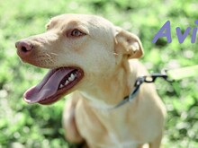 AVI, Hund, Labrador-Border Collie-Mix in Spanien