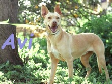 AVI, Hund, Podenco-Mix in Spanien - Bild 2