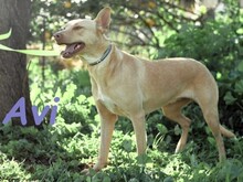 AVI, Hund, Podenco-Mix in Spanien - Bild 3