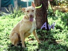 AVI, Hund, Podenco-Mix in Spanien - Bild 5