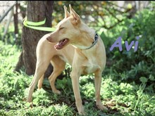 AVI, Hund, Podenco-Mix in Spanien - Bild 6