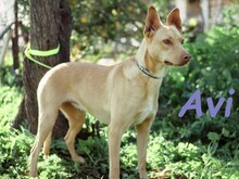 AVI, Hund, Podenco-Mix in Spanien - Bild 7