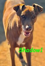 SHADOW1, Hund, Labrador-Border Collie-Mix in Spanien