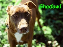 SHADOW1, Hund, Podenco-Mix in Spanien - Bild 1