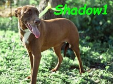 SHADOW1, Hund, Podenco-Mix in Spanien - Bild 10