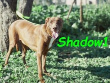 SHADOW1, Hund, Podenco-Mix in Spanien - Bild 11