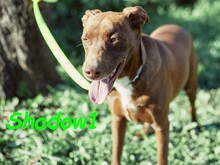 SHADOW1, Hund, Podenco-Mix in Spanien - Bild 12